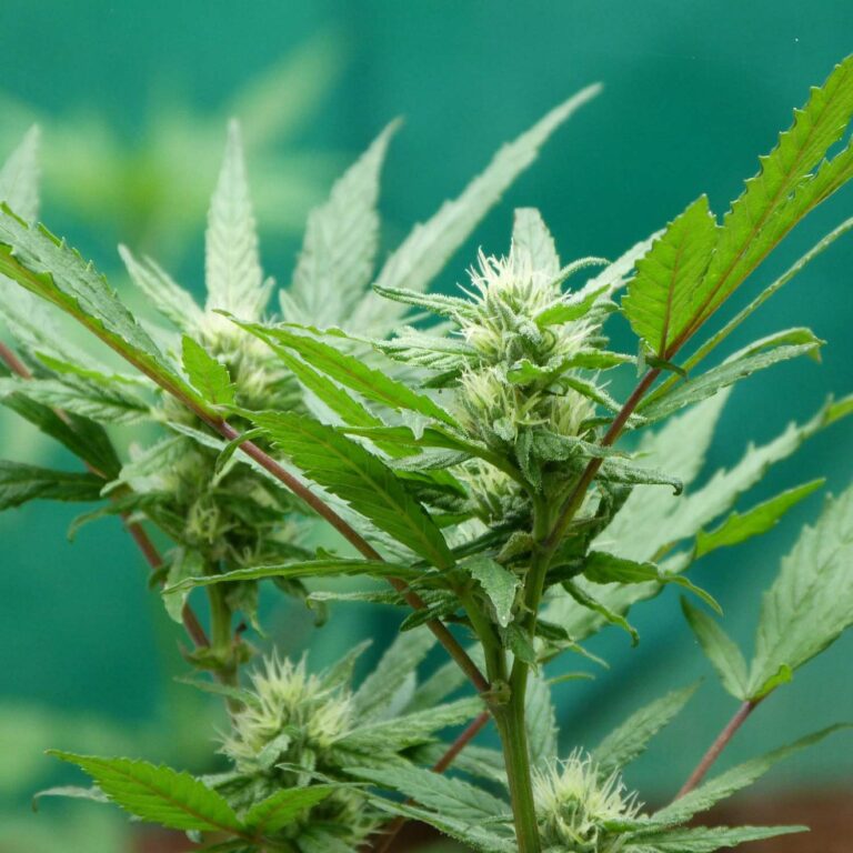 weed016